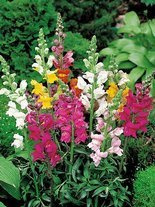 Samen Löwenmaul (Antirrhinum majus) - mix