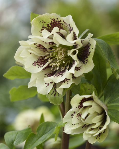 Lenzrose (Helleborus) 'Double Ellen Yellow Spotted' 1 St.