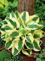 Funkie (Hosta) 'Brim Cup'