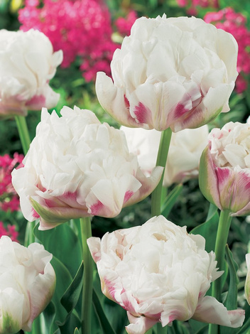 Tulpe (Tulipa) 'Ice Wonder'