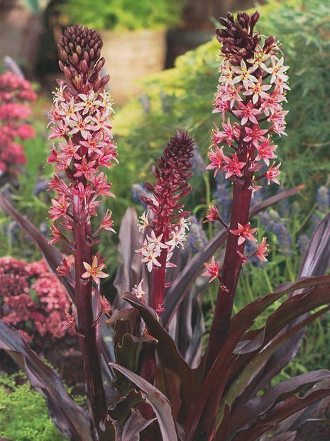 Schopflilie (Eucomis comosa)