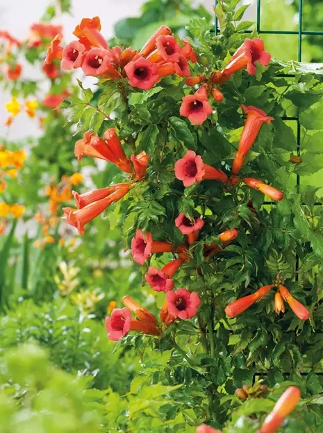 Amerikanische Klettertrompete (Campsis radicans) 'Ursynów'