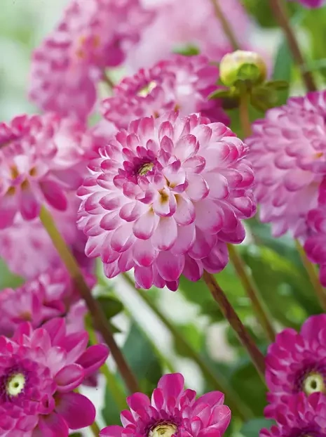 Dahlie (Dahlia) 'Pink Isa'