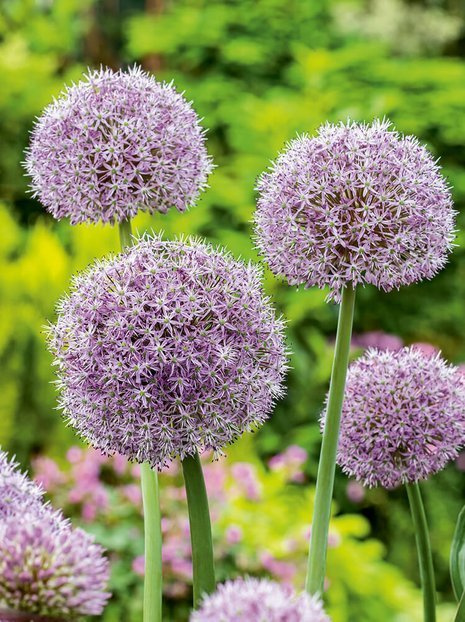 Zierknoblauch (Allium) 'Pinball Wizard' 1 St.