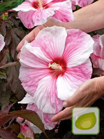 Eibisch (Hibiscus) Kopper King