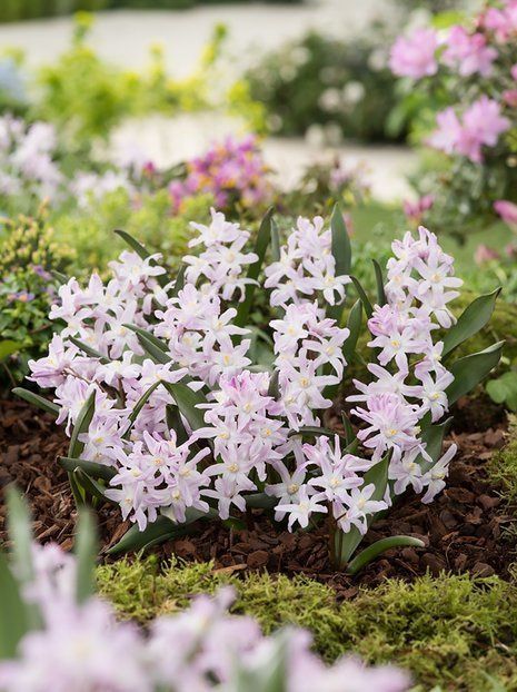 Großer Schneestolz (Chionodoxa forbesii) 'Pink Gigant' 10 St.