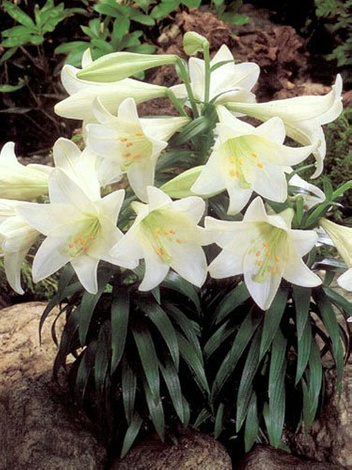 Lilie (Lilium) 'White American'