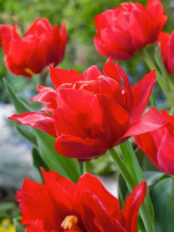 Tulpe (Tulipa) 'Abba'  5 St.