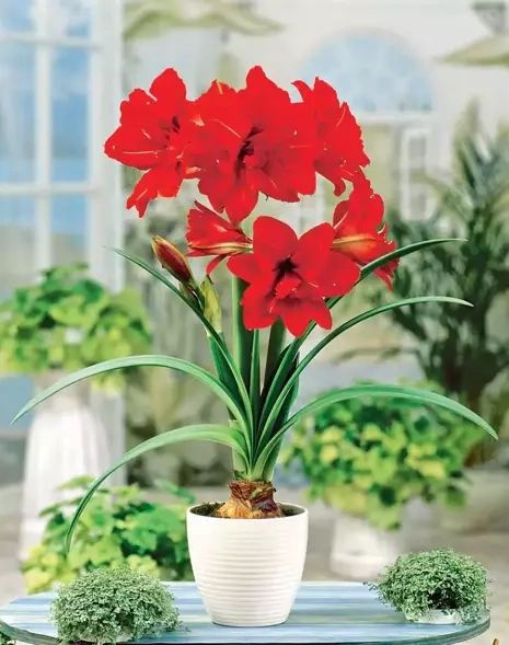 Ritterstern (Hippeastrum) Red Peacock 1 St.