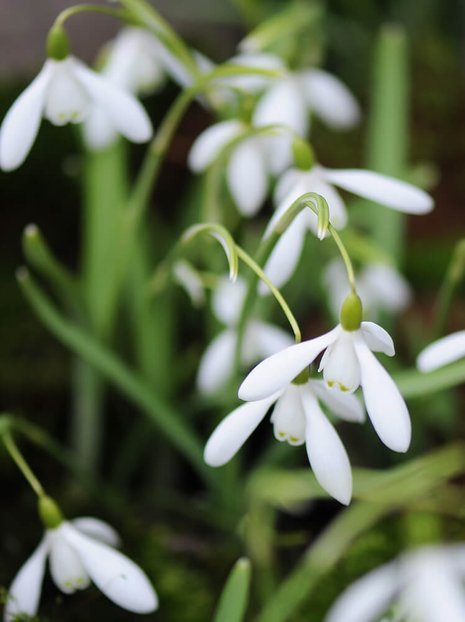 Kleines Schneeglöckchen (Galanthus nivalis)