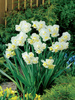 Narzisse (Narcissus) 'Cheerfulness'