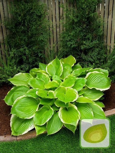 Funkie (Hosta) Winter Snow