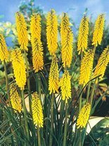 Fackellilie (Kniphofia) 'Minister Verschuur'