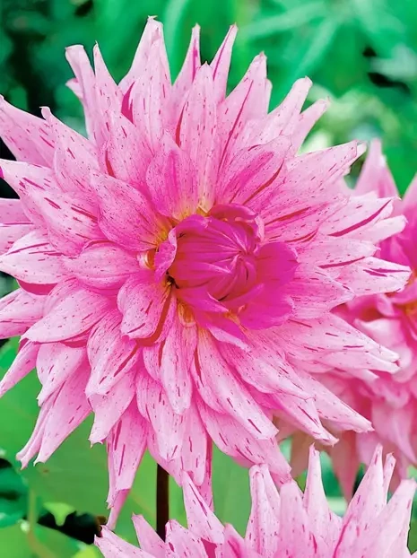 Dahlie (Dahlia) American Dream 1 St.