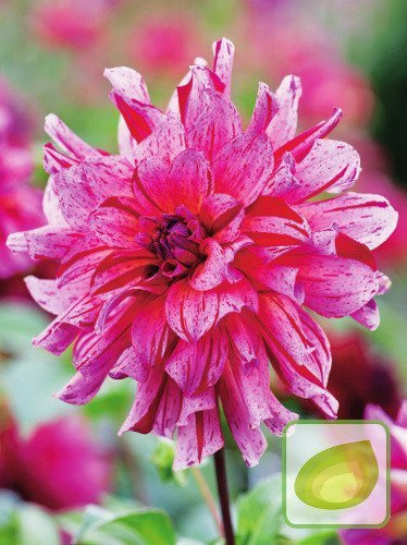 Dalia (Dahlia) Mingus Tony