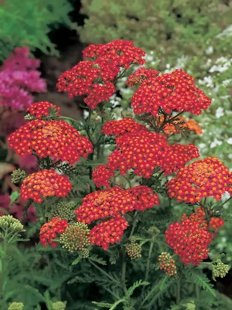 Schafgarbe (Achillea) 'Paprika' 1 St.