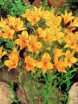 Inkalilie (Alstroemeria) 'Yellow Princess' 1 St.