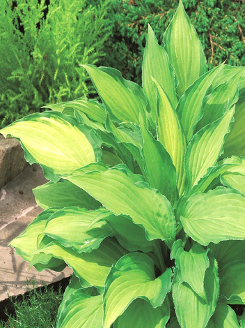 Funkie (Hosta) 'Lady Guinnevere'