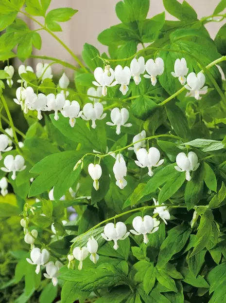 Herzblumen (Dicentra formosa alba)