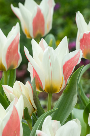 Tulpe ( Tulipa ) Serano 5 St.