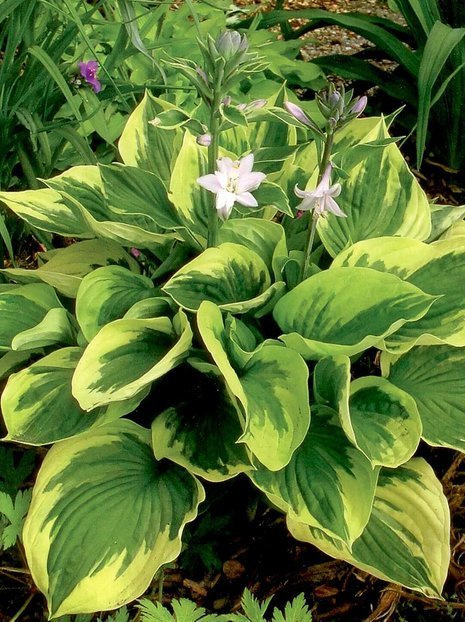 Funkie (Hosta) 'Twilight'