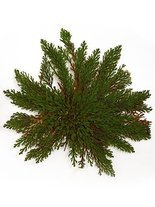 Jerichorose (Selaginella lepidophylla) - Symbol für Glück und Liebe