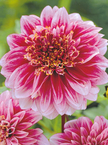 Dahlie (Dahlia) 'Pole Position'