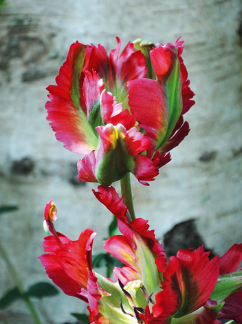 Tulpe (Tulipa)'Red Wave'