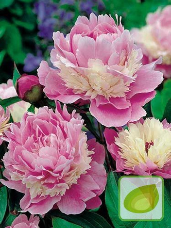 Pfingstrose (Paeonia) 'Candy Stripe'