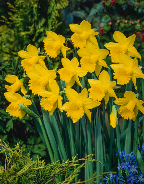 Narzisse (Narcissus) 'King Alfred' 5 St.