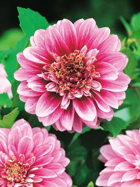 Dahlie (Dahlia) 'Pole Position'