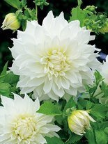 Dahlie (Dahlia) 'Fleurel'