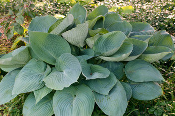 Funkie (Hosta) 'Blue Angel' 1 St.