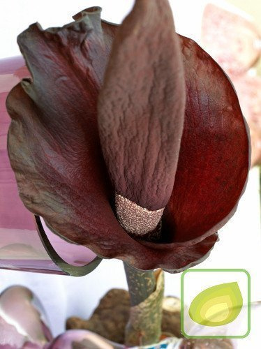 Teufelszunge (Amorphophallus) Riviera