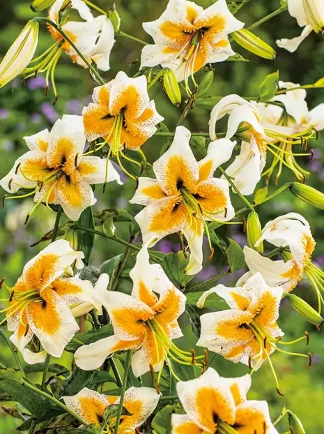 Lilie (Lilium) 'Lady Alice'