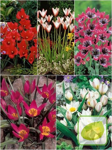 Satz Botanische Tulpen 3