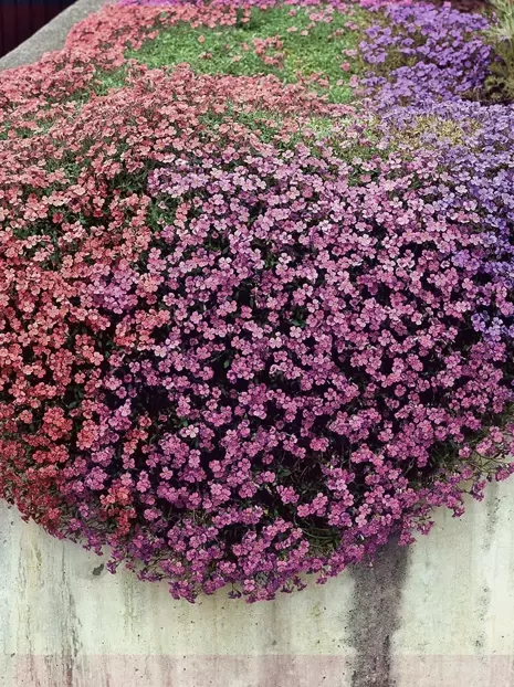 Samen Blaukissen (Aubrieta × cultorum)