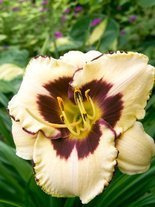 Taglilie (Hemerocallis) 'Canadian Border Patrol'