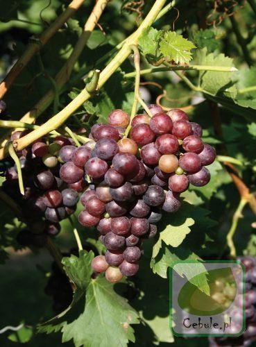 Winorośl (Vitis) Lidia