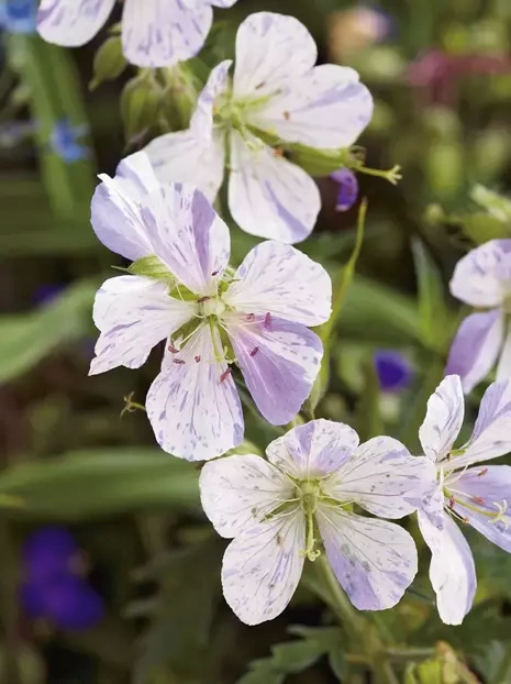 Storchschnabel (Geranium pratense) 'Splish Splah'