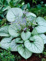 Kaukasus-Vergissmeinnicht (Brunnera macrophylla) 'Jack Frost' 1 St.