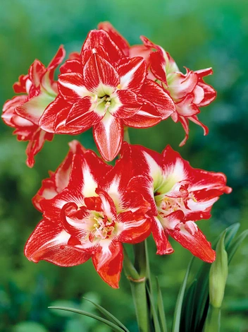 Ritterstern (Hippeastrum) 'Pasadena' 1 St.