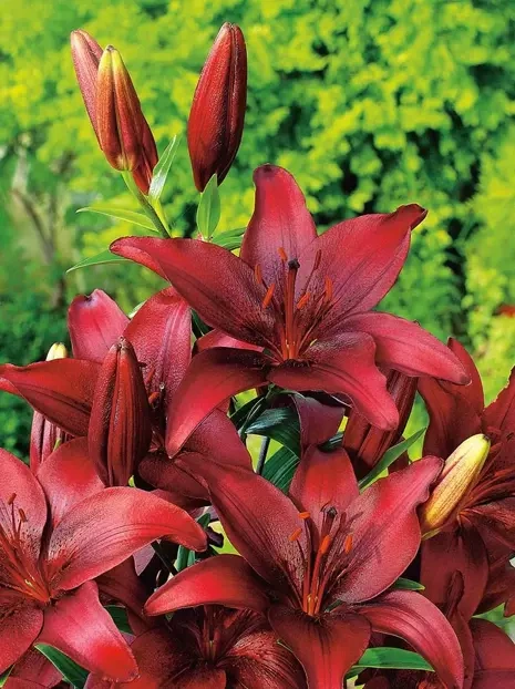 Lilie (Lilium) Landini