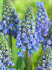 Traubenhyazinte (Muscari) 'Artist'