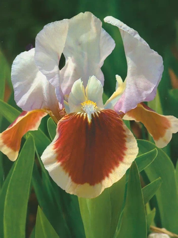 Schwertlilie (Iris pumila) 'Red Heart'