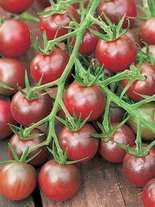 Samen Mini-Tomate 'Black Cherry'