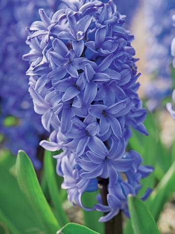 Hyazinthe (Hyacinthus) 'Delft Blue'