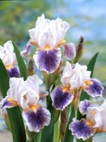 Deutsche Schwertlilie (Iris Germanica) 'American Patriot'