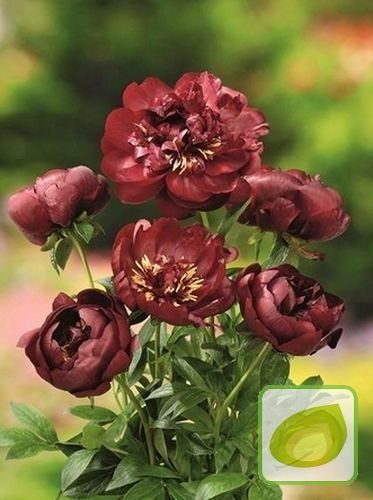 Pfingstrose (Paeonia) Buckeye Bell