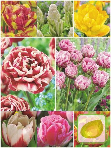 Sonderangebot Gefüllte Tulpen 11/12